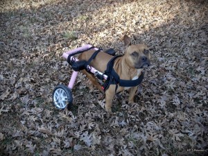 Nyla, a handicapped, wheelchair dog.