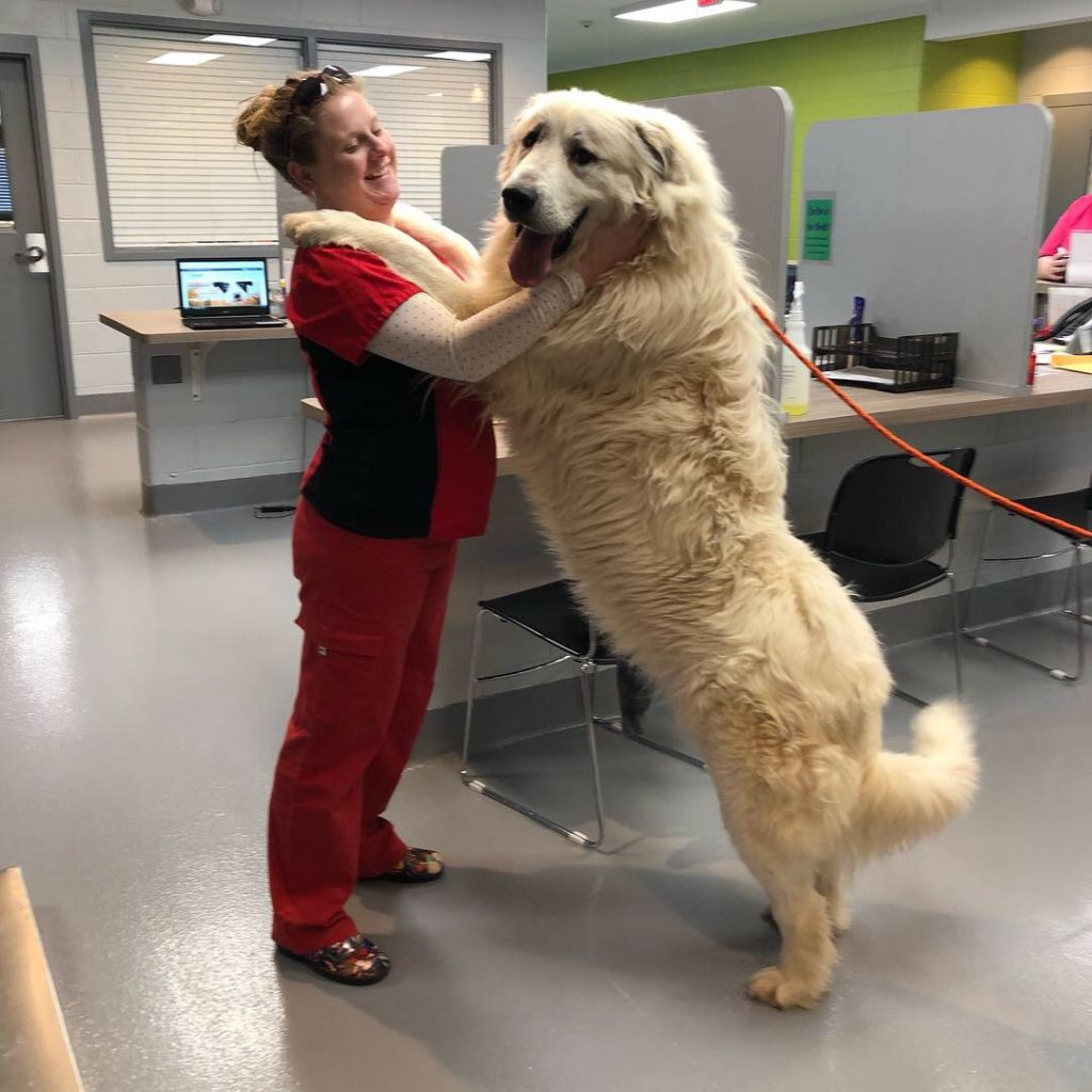 Great Pyrenees – k9.5 Rescue