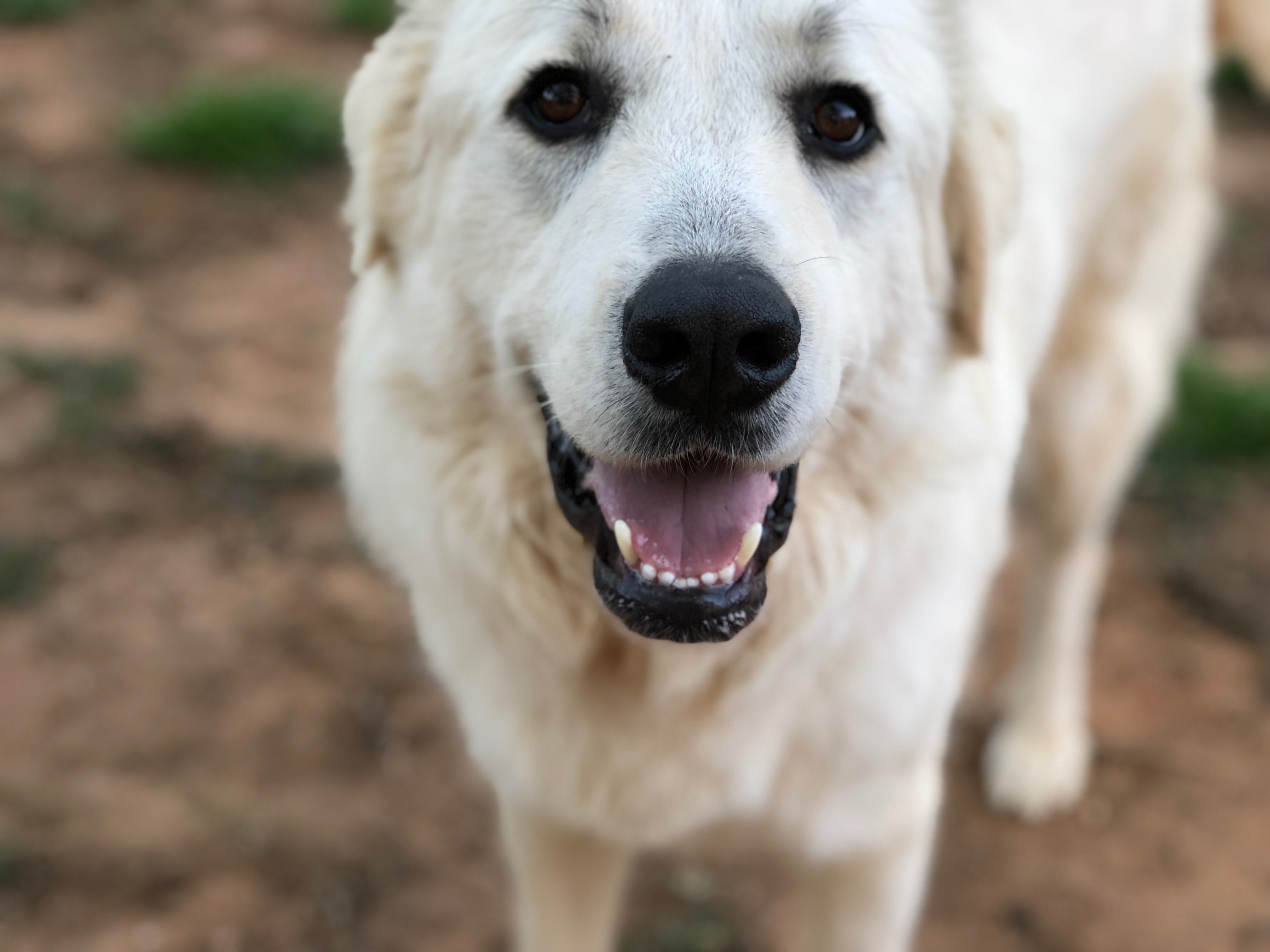 Great Pyrenees – k9.5 Rescue
